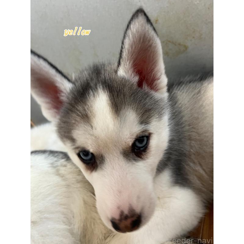 販売中の青森県のシベリアンハスキー-431611の5枚目