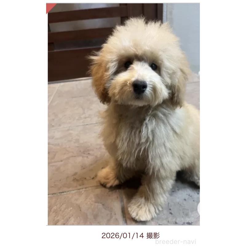 販売中の沖縄県のトイプードル-424466の3枚目