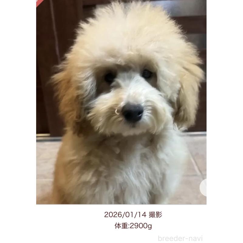 販売中の沖縄県のトイプードル-424466の2枚目