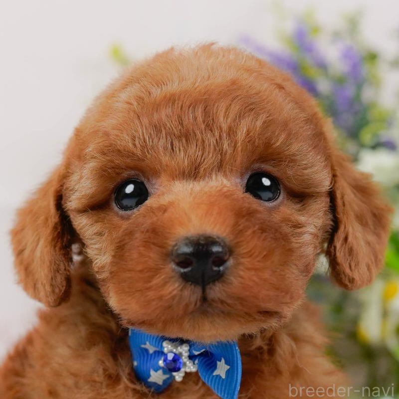 成約済の神奈川県のトイプードル-441137の1枚目