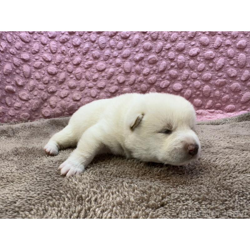 販売中の茨城県の柴犬-441138の12枚目