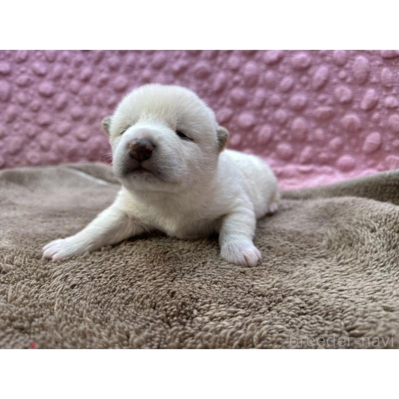 販売中の茨城県の柴犬-441138の1枚目