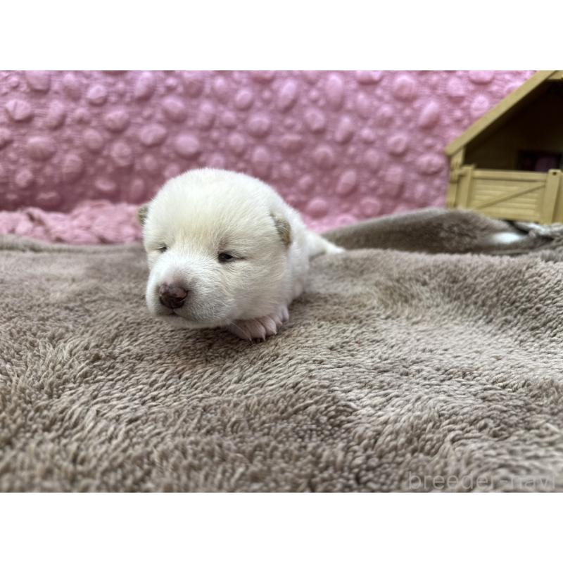 販売中の茨城県の柴犬-441138の11枚目