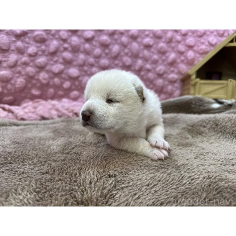 販売中の茨城県の柴犬-441138の9枚目