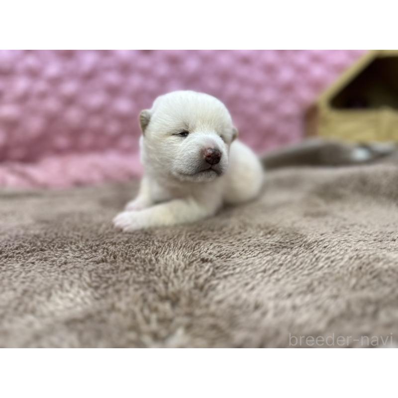 販売中の茨城県の柴犬-441138の10枚目