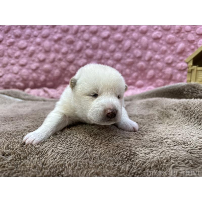 販売中の茨城県の柴犬-441138の8枚目