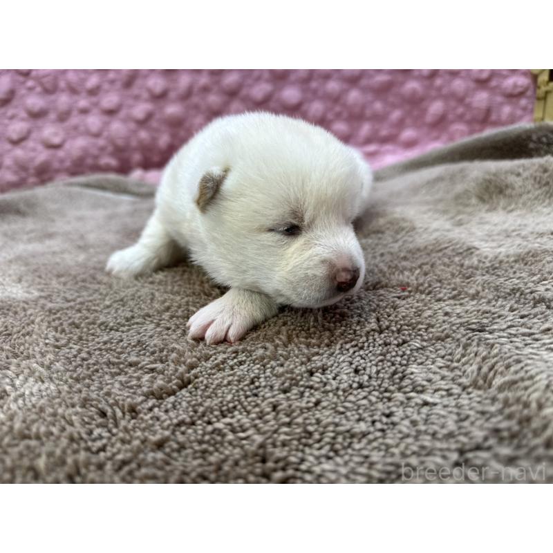 販売中の茨城県の柴犬-441138の7枚目