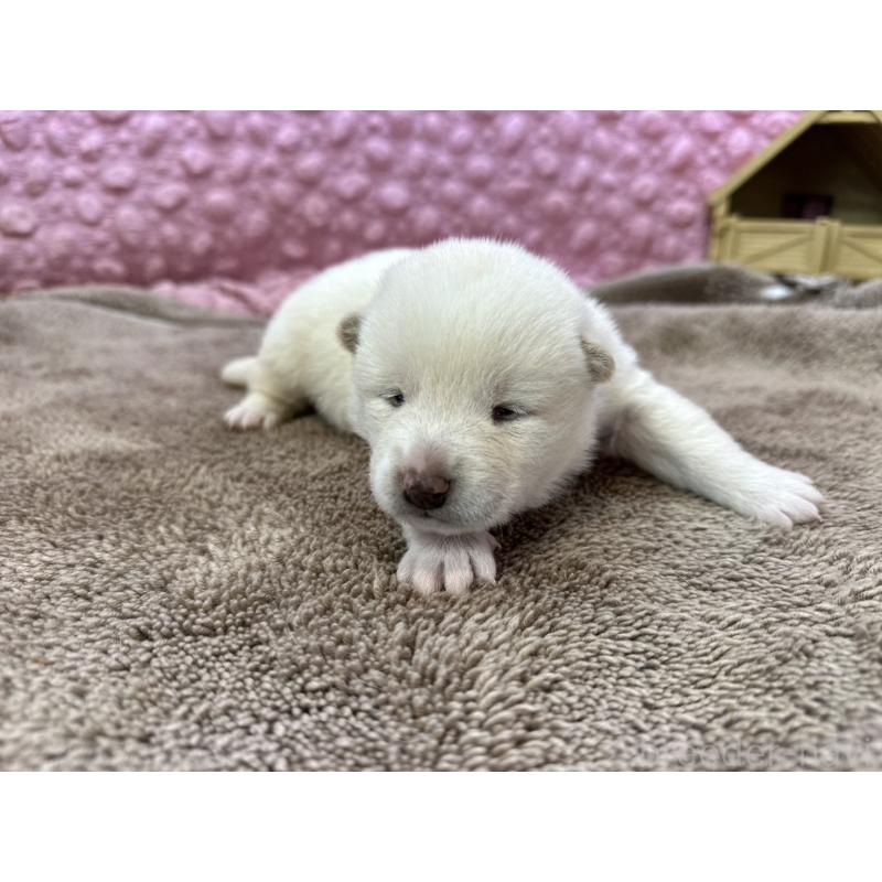 販売中の茨城県の柴犬-441138の6枚目