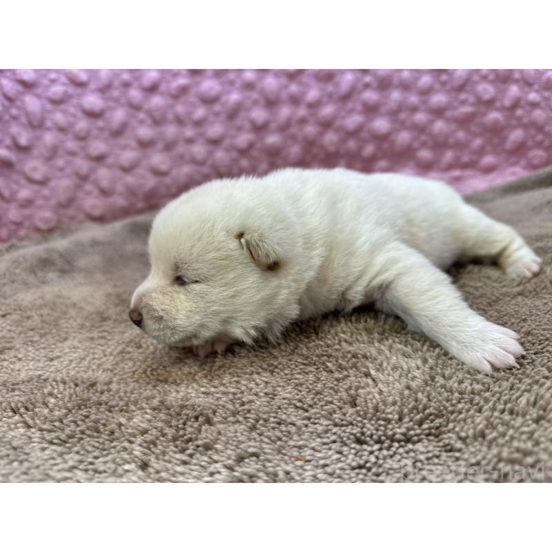 販売中の茨城県の柴犬-441138の5枚目