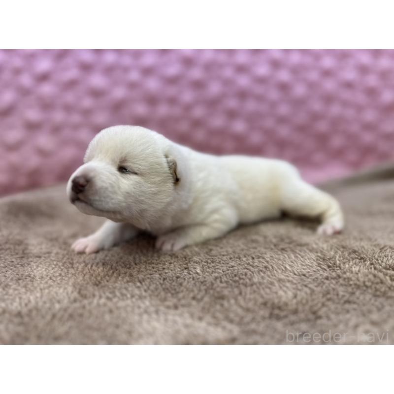 販売中の茨城県の柴犬-441138の4枚目