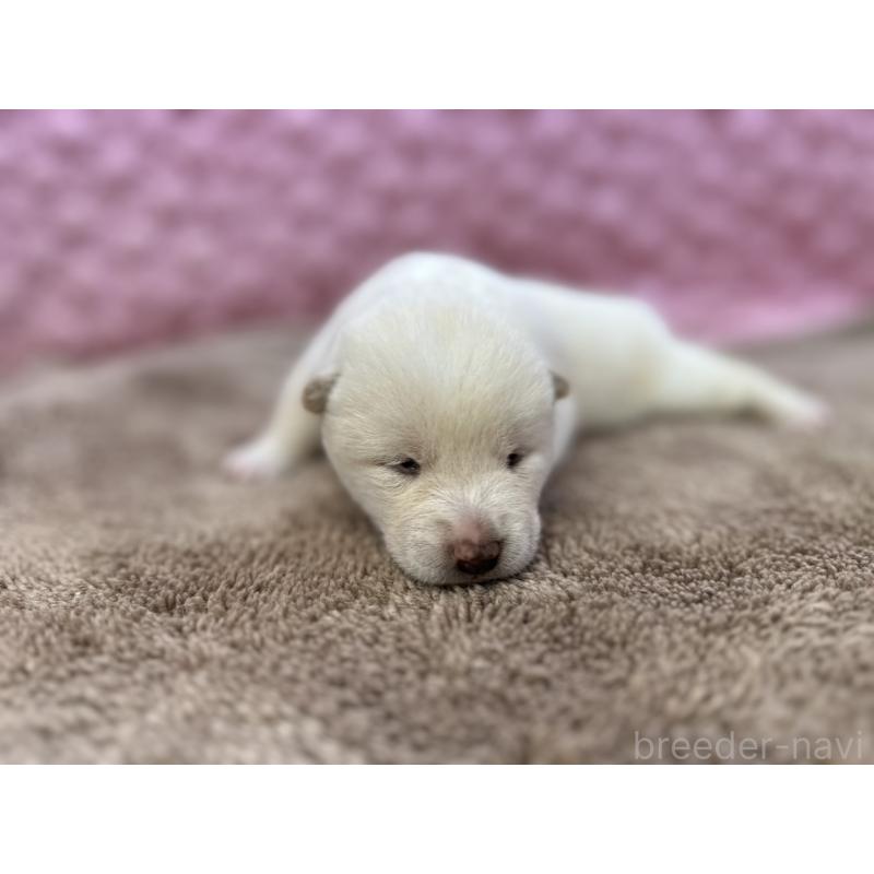 販売中の茨城県の柴犬-441138の3枚目