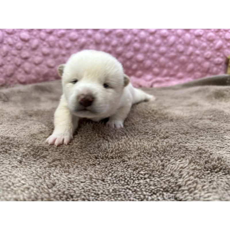 販売中の茨城県の柴犬-441138の2枚目