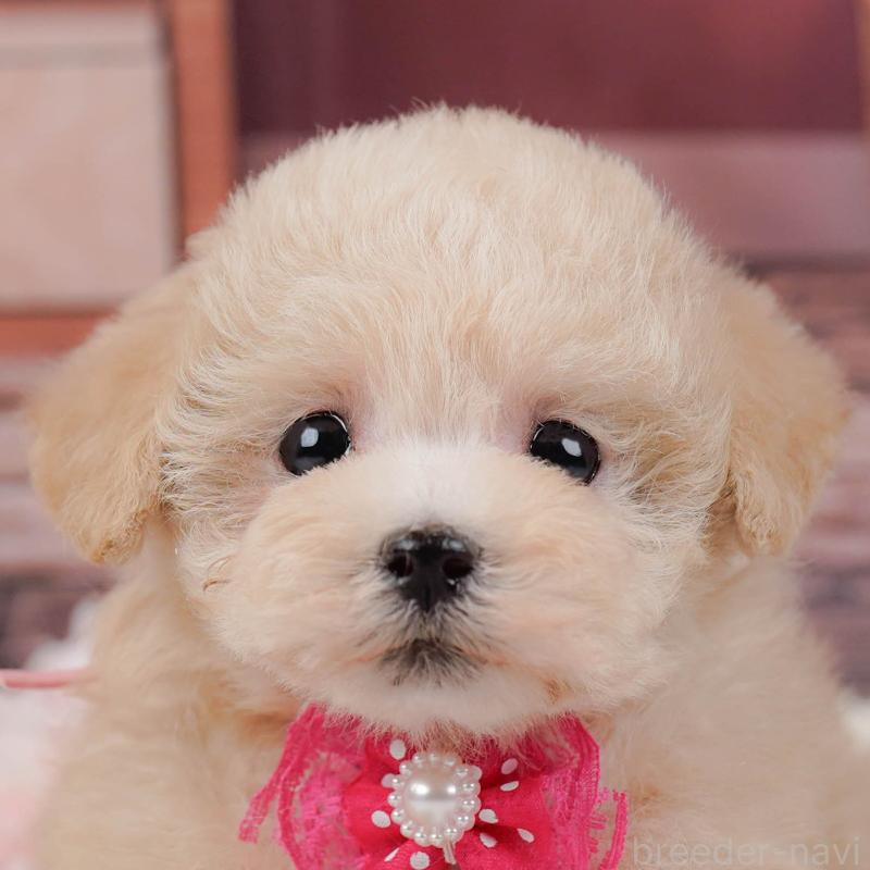 販売中の神奈川県のタイニープードル-441140