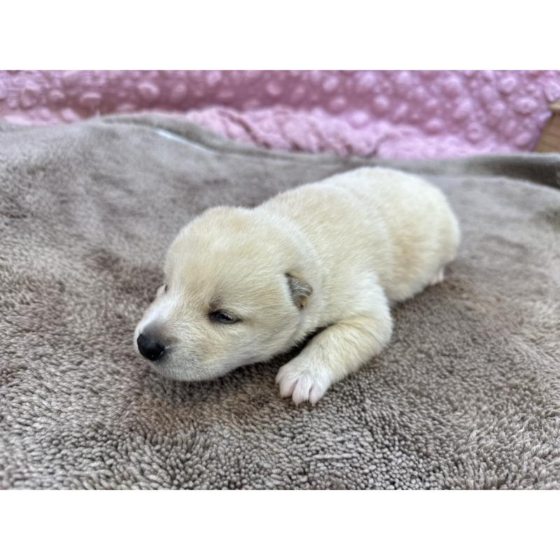 販売中の茨城県の柴犬-441141の10枚目