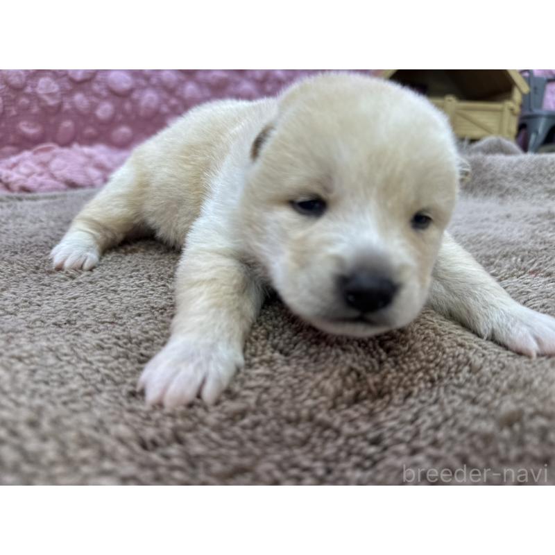 販売中の茨城県の柴犬-441141の9枚目