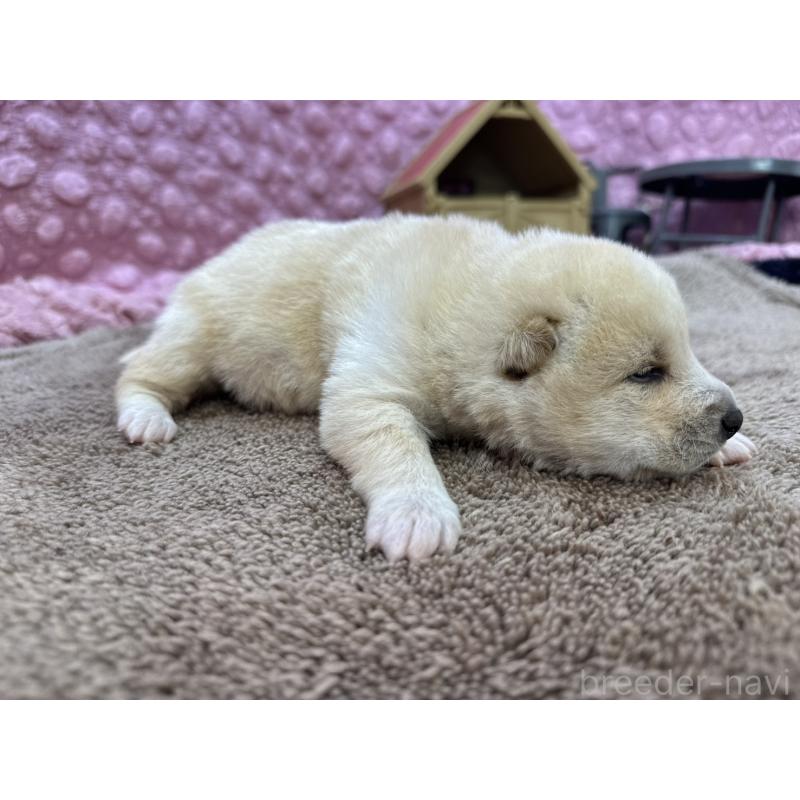 販売中の茨城県の柴犬-441141の8枚目