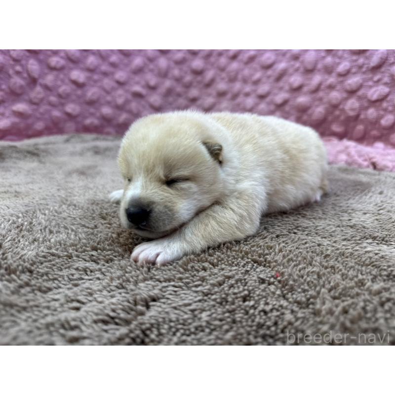 販売中の茨城県の柴犬-441141の7枚目