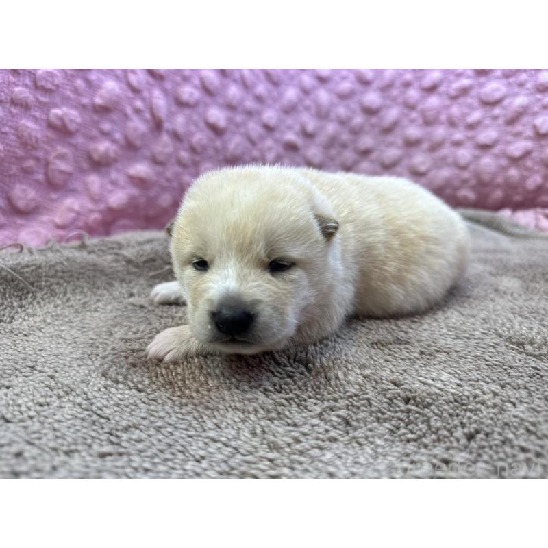 販売中の茨城県の柴犬-441141