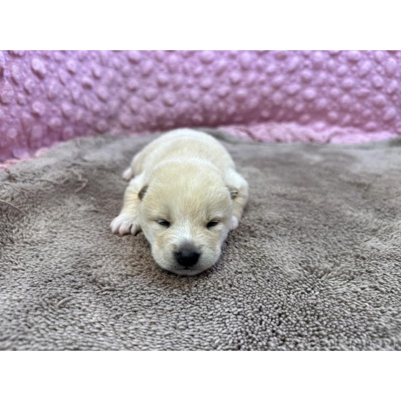 販売中の茨城県の柴犬-441141の5枚目