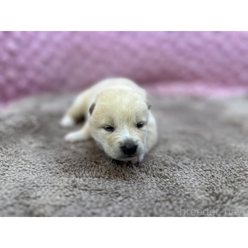 販売中の茨城県の柴犬-441141の4枚目