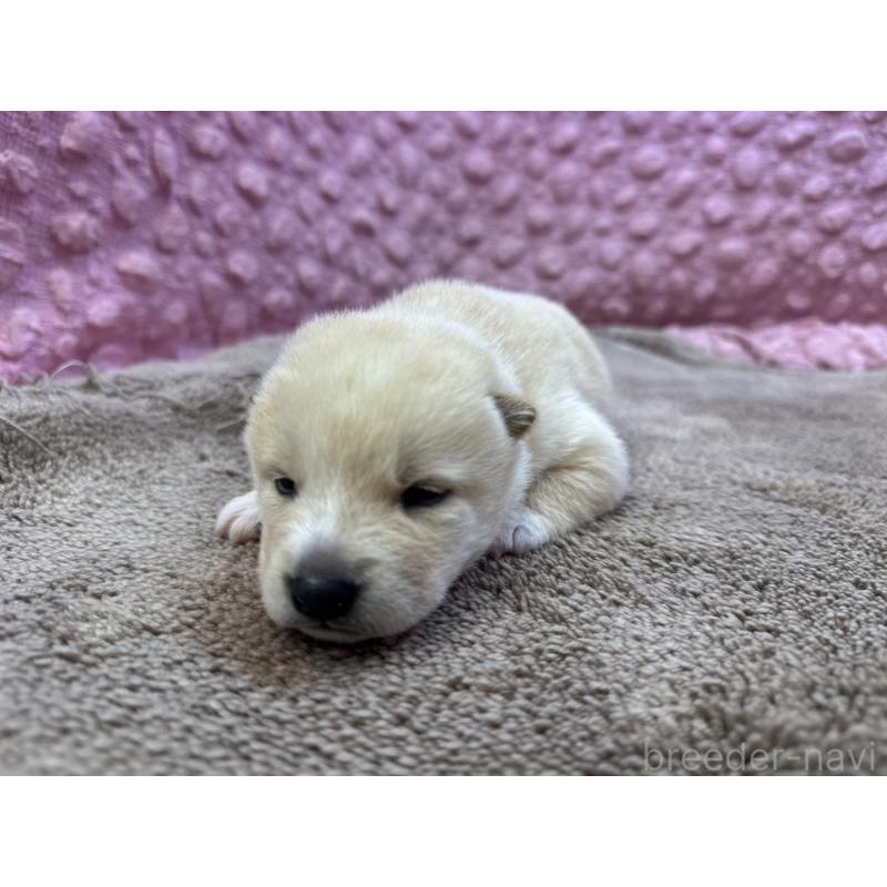 販売中の茨城県の柴犬-441141の3枚目