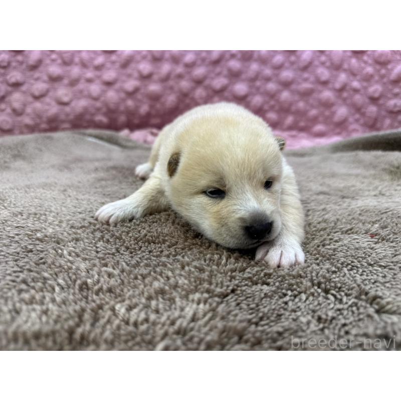 販売中の茨城県の柴犬-441141の2枚目