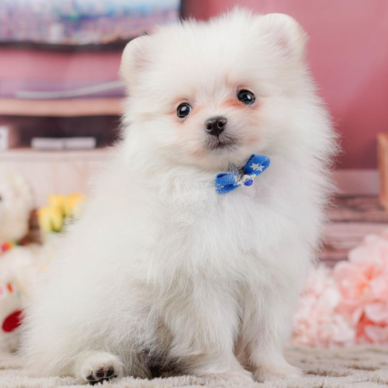 販売中の神奈川県のポメラニアン-441142