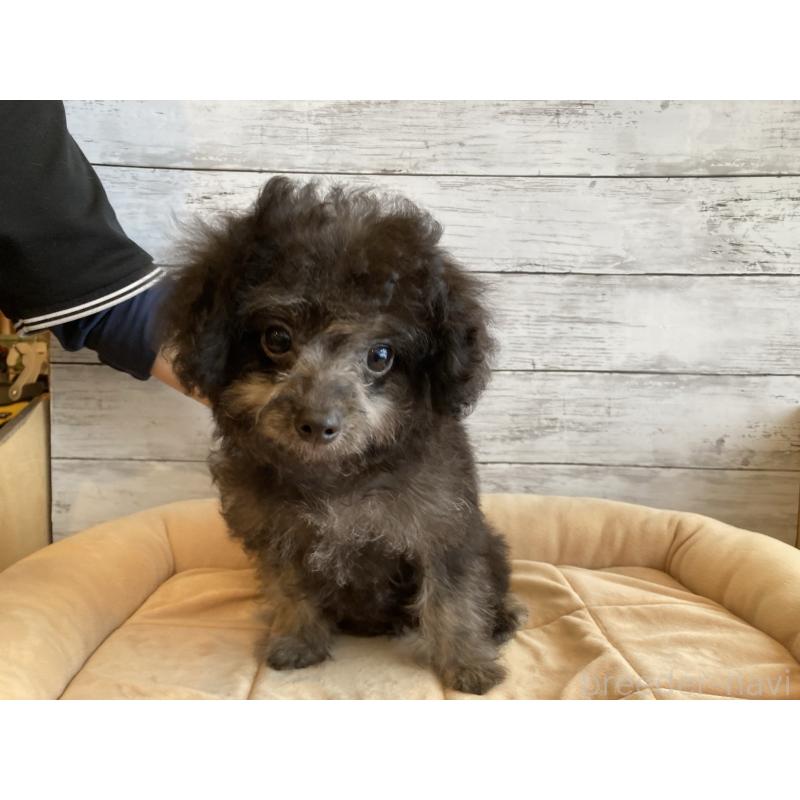 販売中の北海道のチワプー:チワワ×トイプードル-430769の3枚目