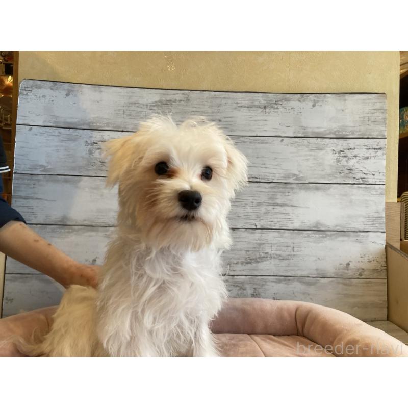 販売中の北海道のマルシュナ:マルチーズ×ミニチュアシュナウザー-427761の3枚目