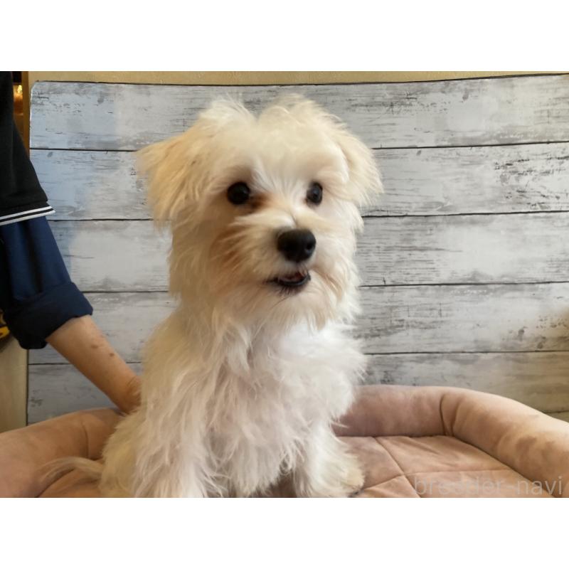 販売中の北海道のマルシュナ:マルチーズ×ミニチュアシュナウザー-427761の2枚目