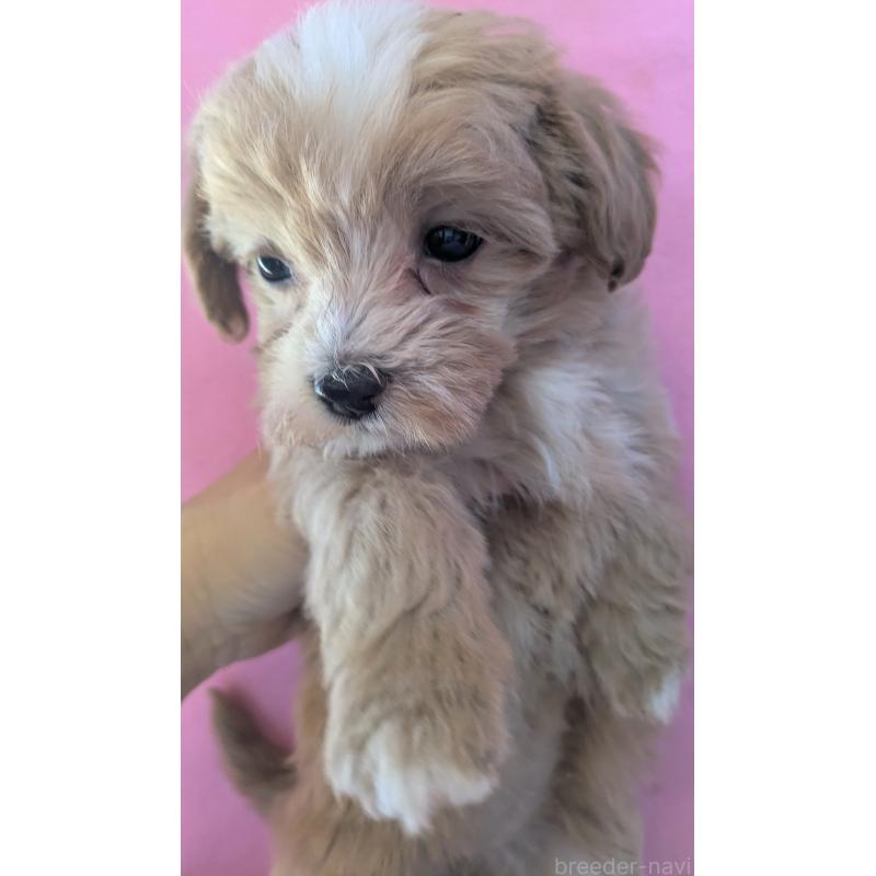 販売中の埼玉県のマルプー:マルチーズ×トイプードル-434620の16枚目