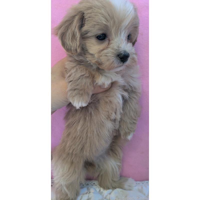 販売中の埼玉県のマルプー:マルチーズ×トイプードル-434620