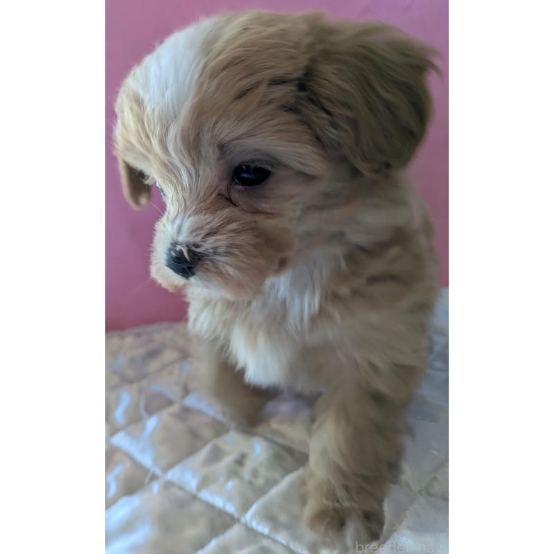 販売中の埼玉県のマルプー:マルチーズ×トイプードル-434620の13枚目