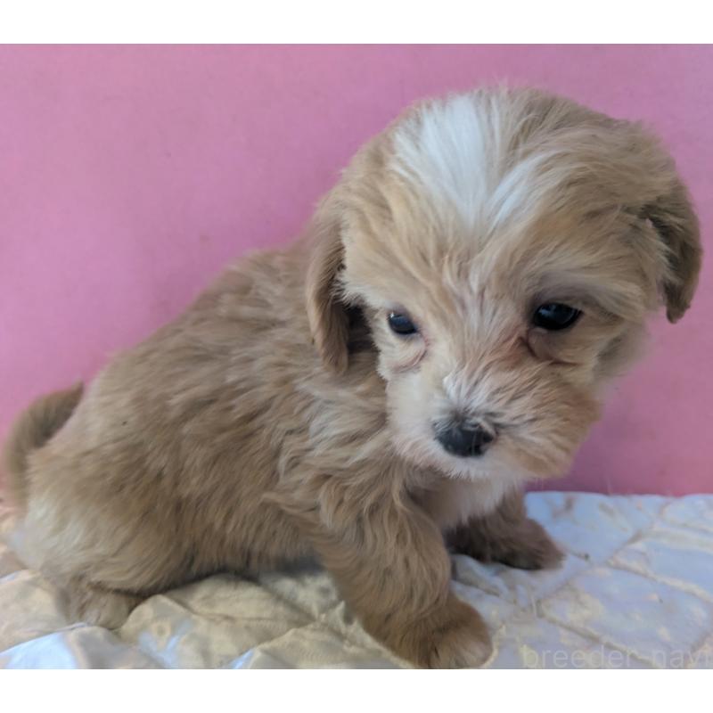 販売中の埼玉県のマルプー:マルチーズ×トイプードル-434620の11枚目