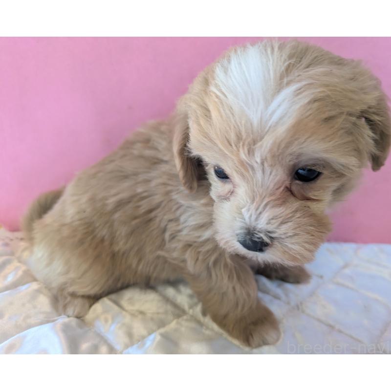 販売中の埼玉県のマルプー:マルチーズ×トイプードル-434620の10枚目