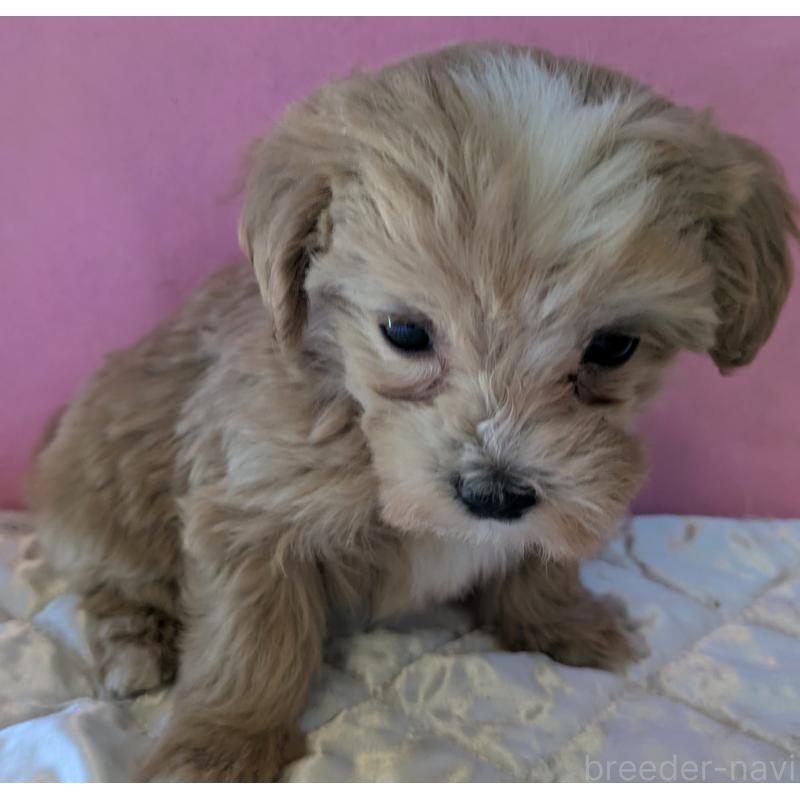 販売中の埼玉県のマルプー:マルチーズ×トイプードル-434620の9枚目