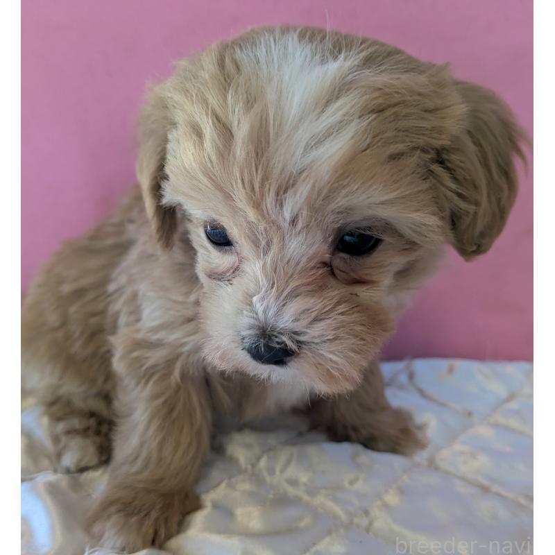 販売中の埼玉県のマルプー:マルチーズ×トイプードル-434620の8枚目