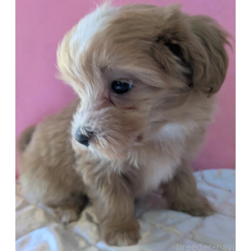 販売中の埼玉県のマルプー:マルチーズ×トイプードル-434620の7枚目