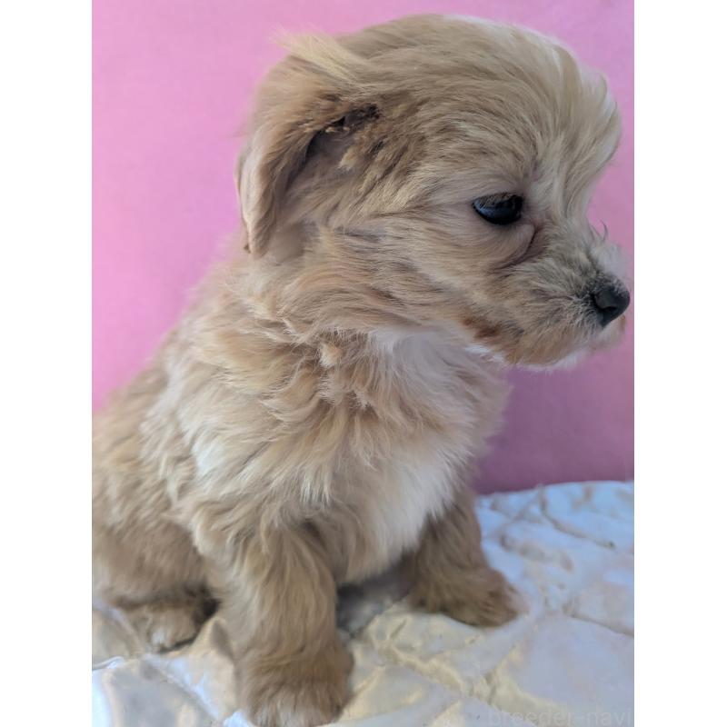 販売中の埼玉県のマルプー:マルチーズ×トイプードル-434620の6枚目