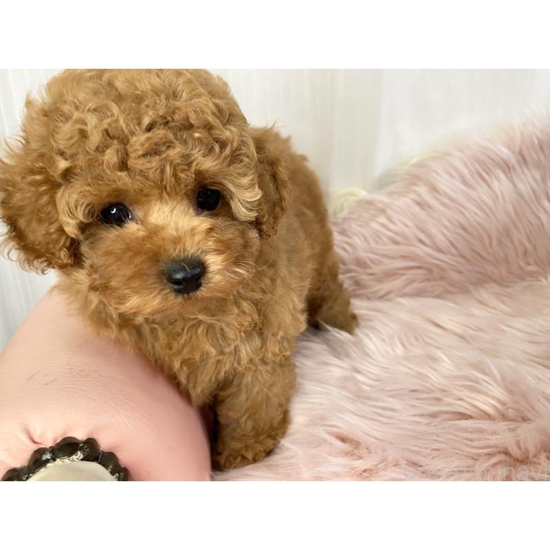 販売中の熊本県のタイニープードル-441147の4枚目