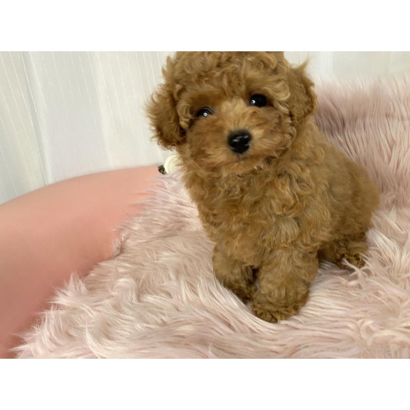 販売中の熊本県のタイニープードル-441147の3枚目