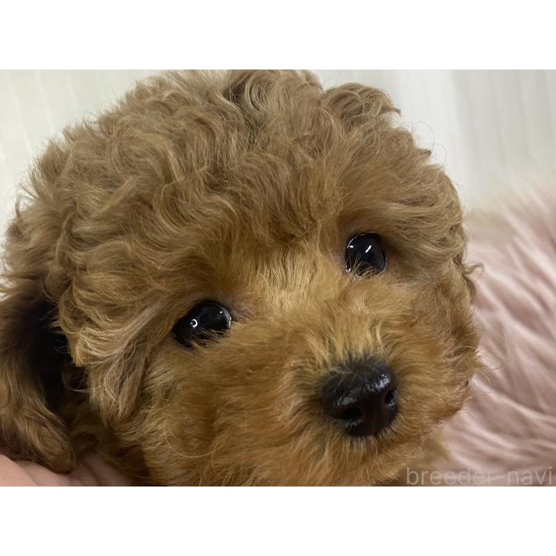 販売中の熊本県のタイニープードル-441147の2枚目