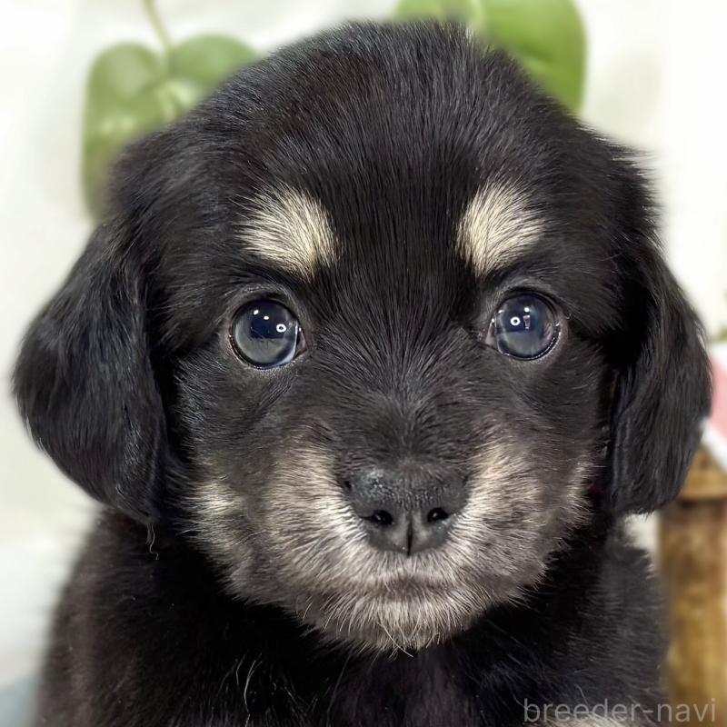 販売中の滋賀県のチワックス:チワワ×ミニチュアダックスフンド-441150