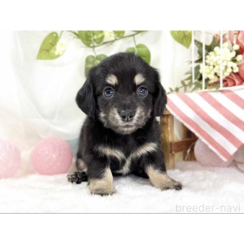 販売中の滋賀県のチワックス:チワワ×ミニチュアダックスフンド-441150の4枚目