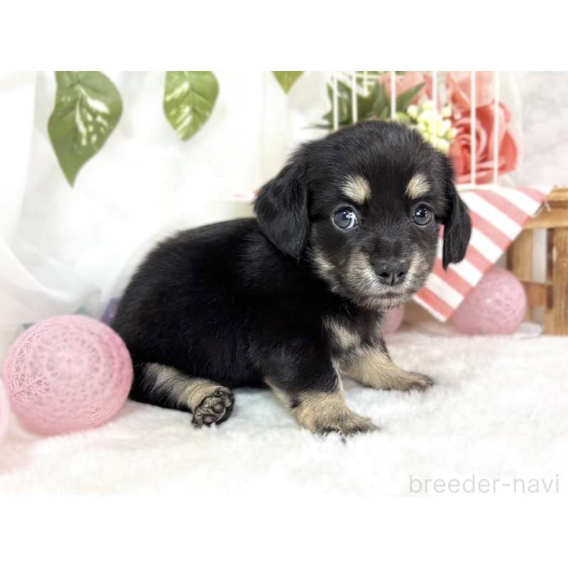 販売中の滋賀県のチワックス:チワワ×ミニチュアダックスフンド-441150の3枚目