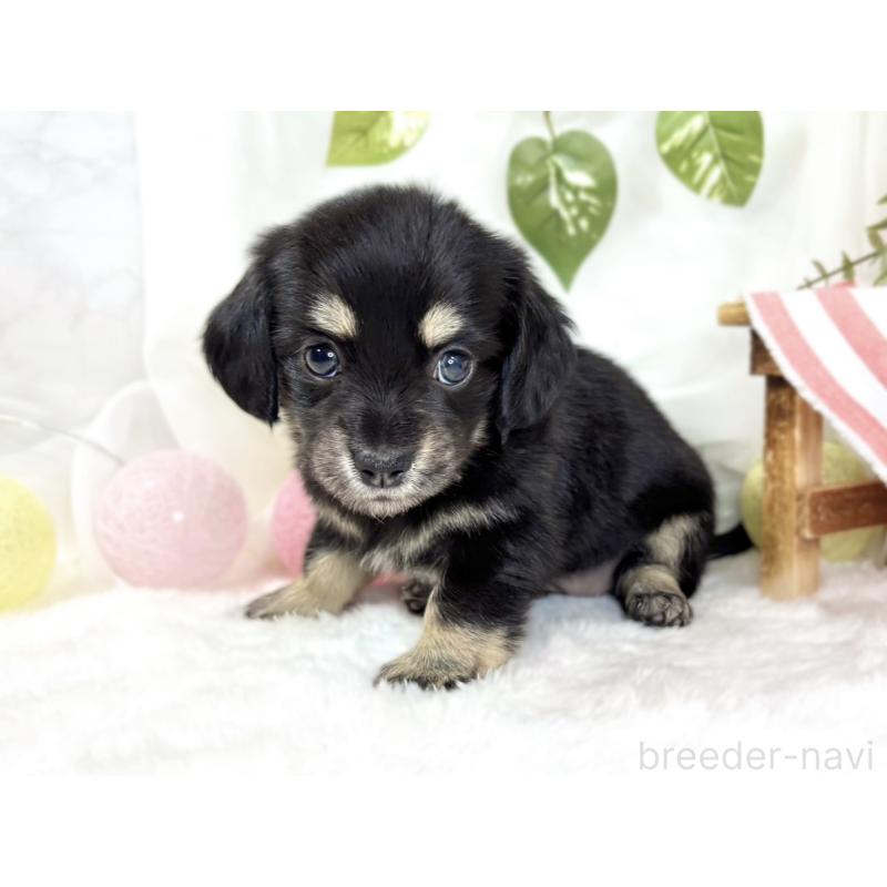 販売中の滋賀県のチワックス:チワワ×ミニチュアダックスフンド-441150の2枚目