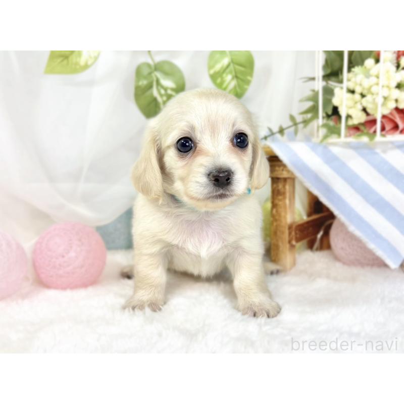 販売中の滋賀県のチワックス:チワワ×ミニチュアダックスフンド-441152の4枚目