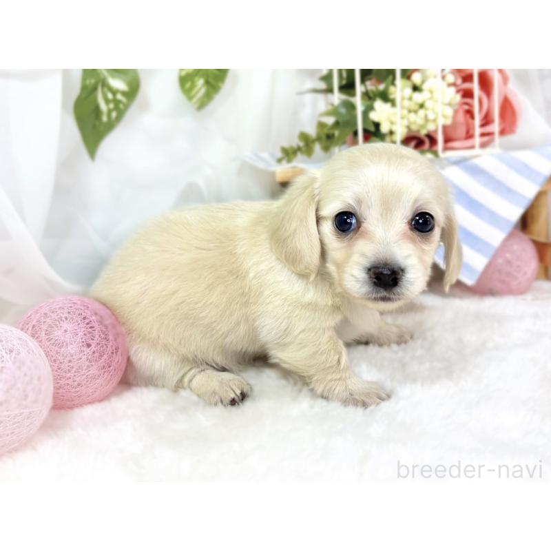 販売中の滋賀県のチワックス:チワワ×ミニチュアダックスフンド-441152の3枚目