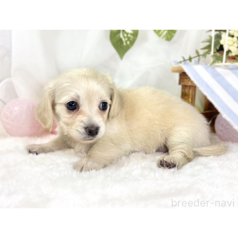 販売中の滋賀県のチワックス:チワワ×ミニチュアダックスフンド-441152の2枚目