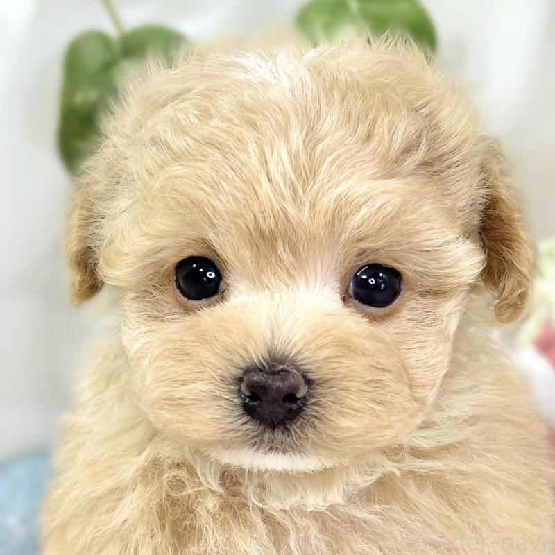 販売中の滋賀県のマルプー:マルチーズ×トイプードル-441154の1枚目